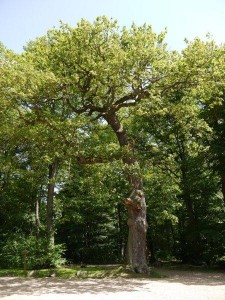 Kaltwassereiche-am-waldalgesheimer-ruheforst-225x300 in